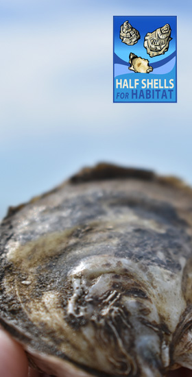 Oyster Recycling