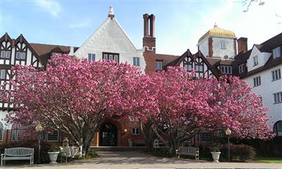 View Photo #13 - Cherry blossoms outdoor Montauk Manor