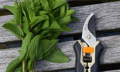 View Photo #3 - Plant Clippers