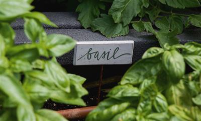View Photo #4 - Basil 
