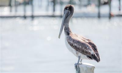 View Photo #25 - Pelican Club